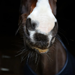 RE-COVERY MASH™-SARACEN UK