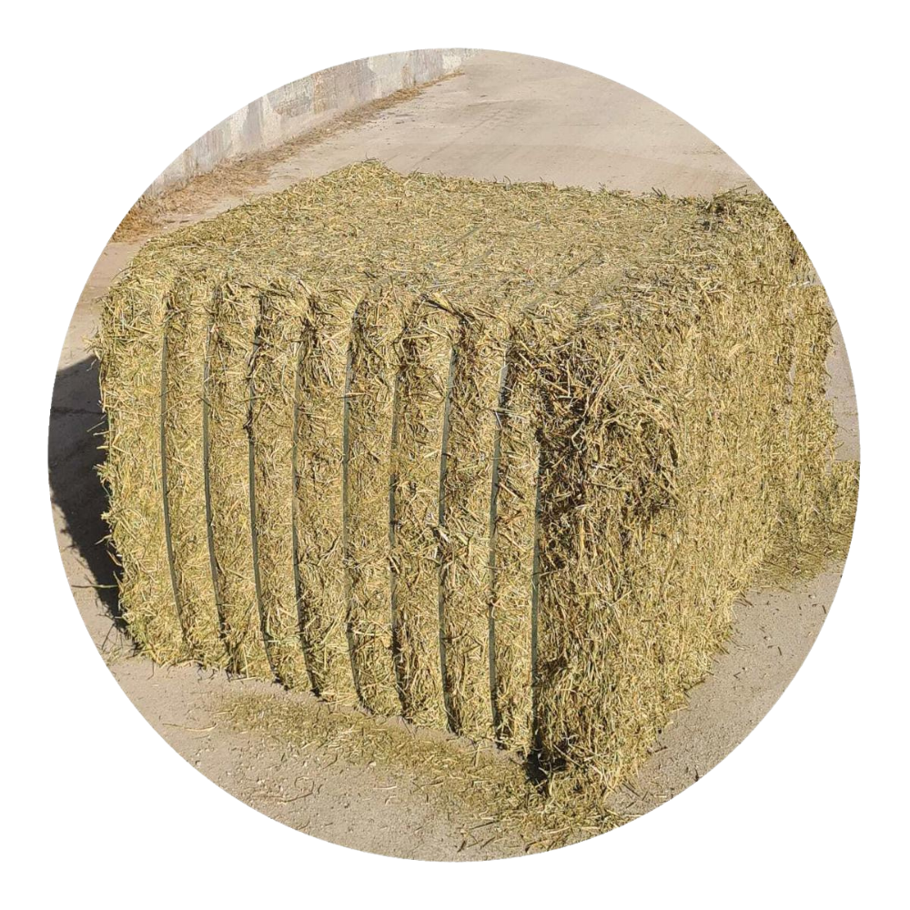 Natural Alfalfa mixed with grasses in a square bale, ideal forage for horses and livestock.