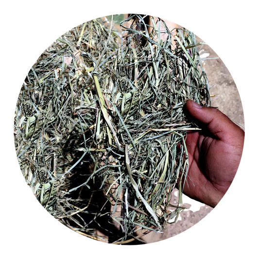 Hand holding fresh RHODES GRASS, a premium forage for horses and farm animals, showcasing its quality and texture.