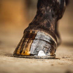 TEA TREE HOOF OIL-500 ML-CDM