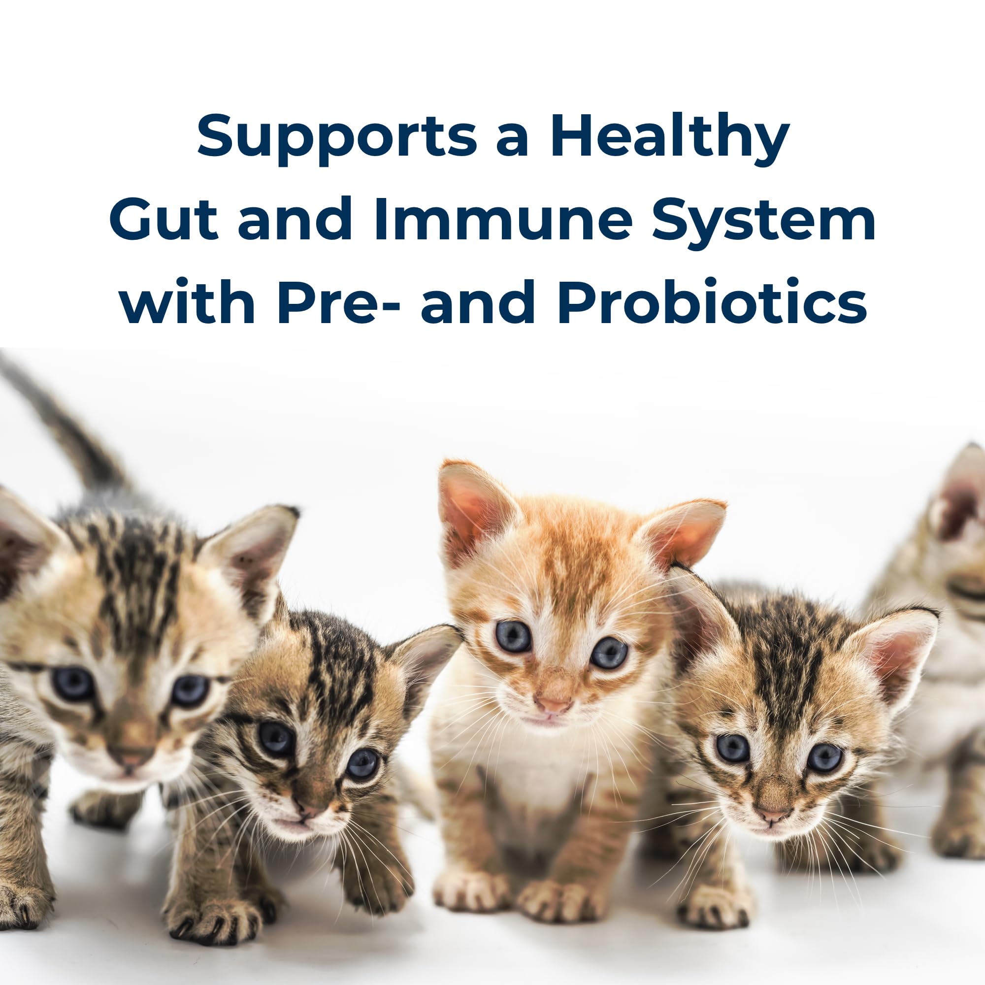 Group of kittens with text about supporting a healthy gut and immune system with pre- and probiotics.
