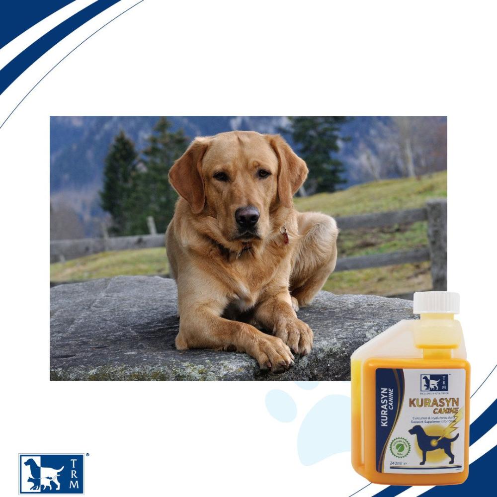 KURASYN CANINE,12