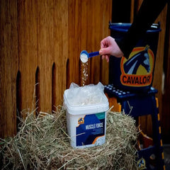 قوة العضلات - 2 كجم - كافالور