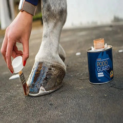 حارس بودو-كافالور