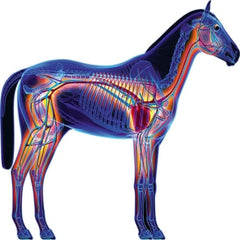 PALA MOUNTAINS EQUINE PRE-BOOST-NEW ZEALAND