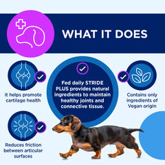 STRIDE_PLUS_500ML 456