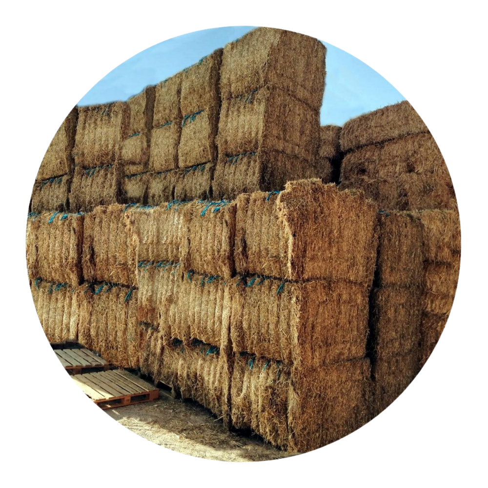 Alfalfa Rye Grass Mix bales stacked for optimal forage quality in UAE.