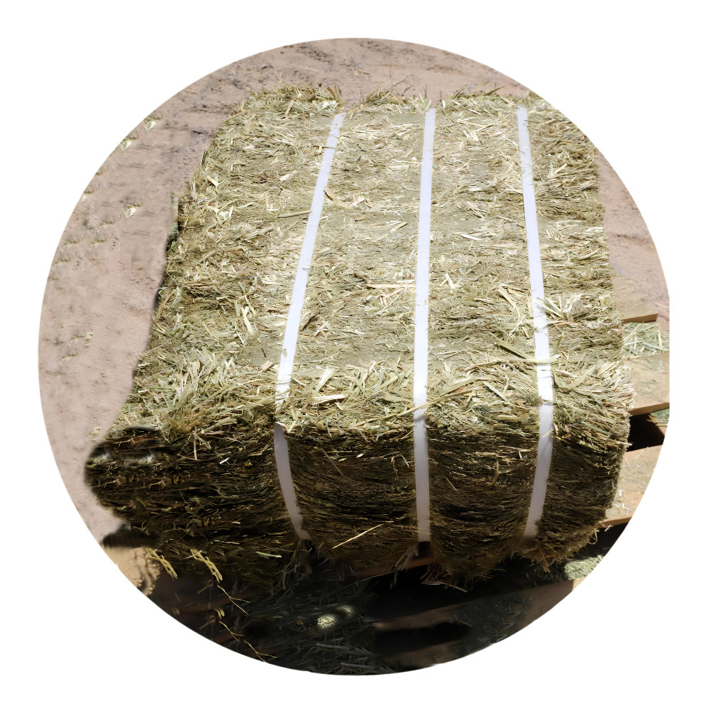 RYE GRASS hay bale wrapped and ready for use, ideal forage for horses and livestock in UAE.