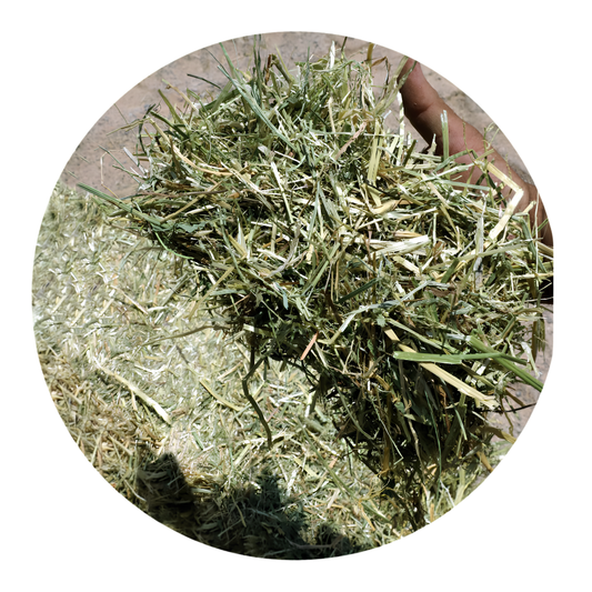 Close-up of RYE GRASS forages, showcasing its quality and texture, suitable for horses and livestock.