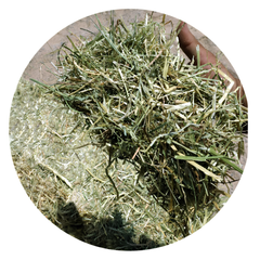 RYE GRASS in hand, showcasing high-quality forage suitable for horses and livestock.