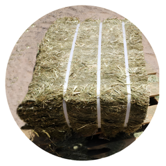 RYE GRASS premium forage bale, high-quality nutrition for horses and livestock, produced in Italy.