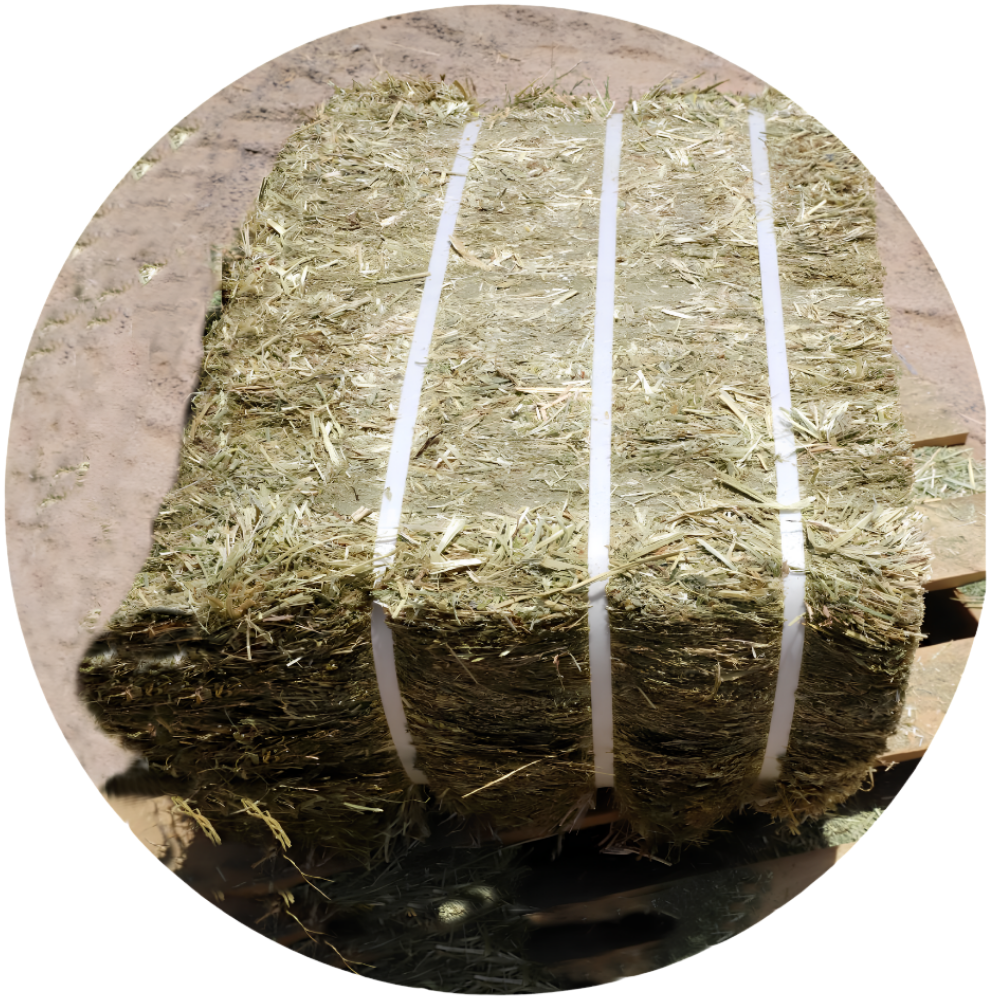 RYE GRASS bale packaged with white straps, showcasing premium quality forage for livestock.