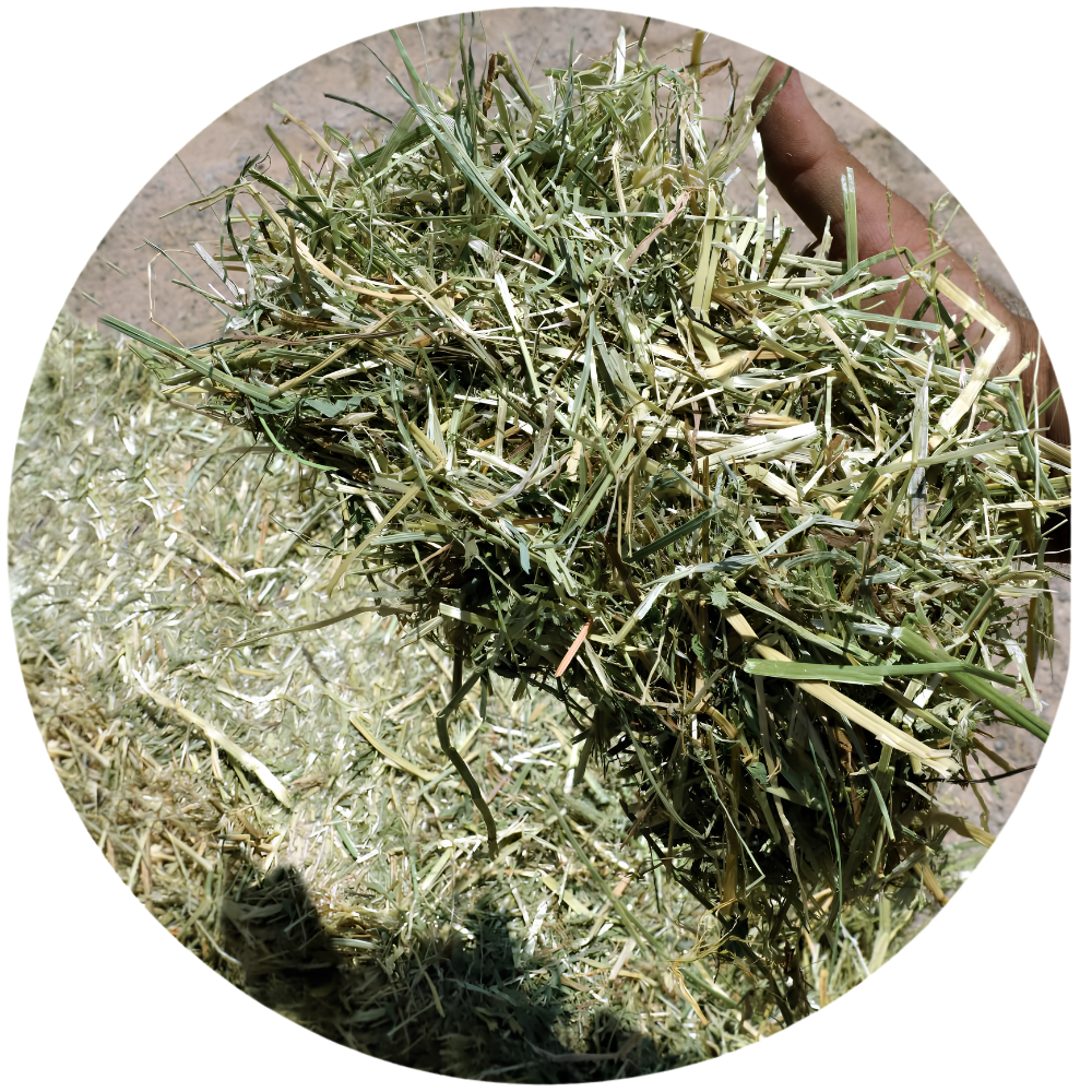 Fresh RYE GRASS ready for livestock, showcasing the quality forage for optimal nutrition.