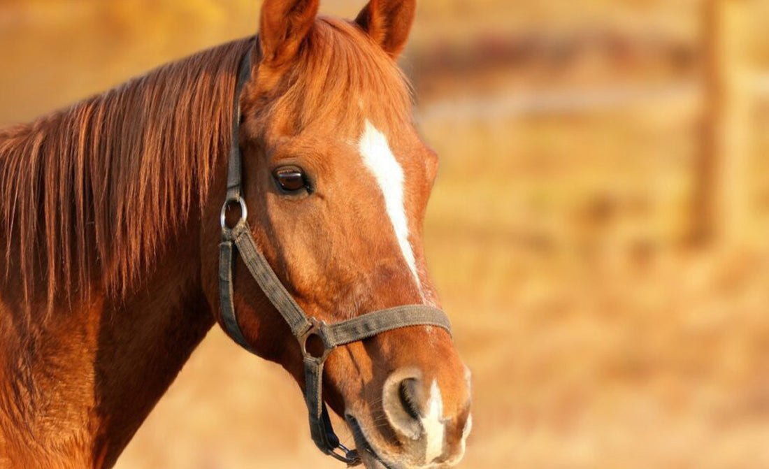 Equine gastric ulcers: treatment & management