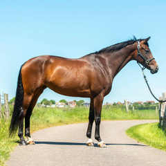 CONDITION-IMPROVER MIX-SARACEN UK