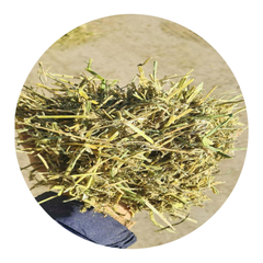 Natural Alfalfa (Mixed with Grasses) bundled in hands, a nutritious forage blend for horses and livestock.