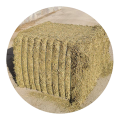 Natural Alfalfa mixed with grasses in a square bale, ideal forage for horses and livestock.