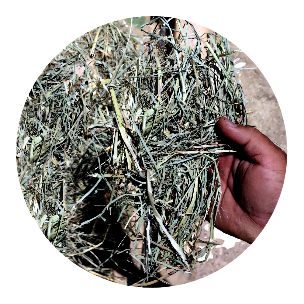 Hand holding fresh RHODES GRASS, a premium forage for horses and farm animals, showcasing its quality and texture.