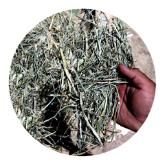 Hand holding fresh RHODES GRASS, a premium forage for horses and farm animals, showcasing its quality and texture.