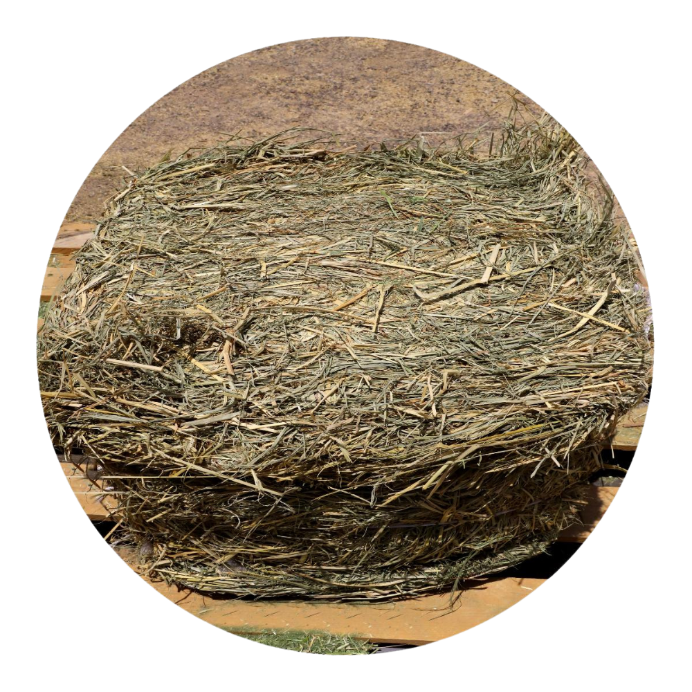 High-quality RHODES GRASS forage in a circular bale, ideal for horses and farm animals.