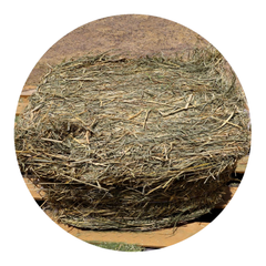 High-quality RHODES GRASS forage in a circular bale, ideal for horses and farm animals.