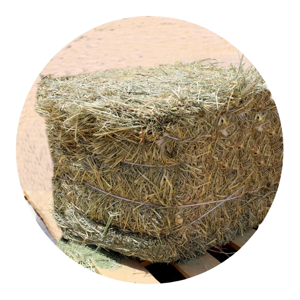 RHODES GRASS bale stacked on a pallet, providing high-quality forage for horses and farm animals.