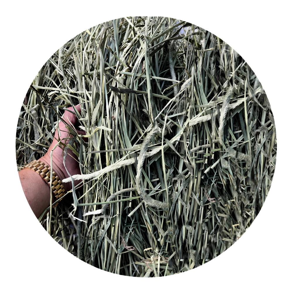 Close-up of TIMOTHY HAY being held, showcasing its premium quality and fiber-rich texture.