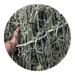 Close-up of TIMOTHY HAY being held, showcasing its premium quality and fiber-rich texture.