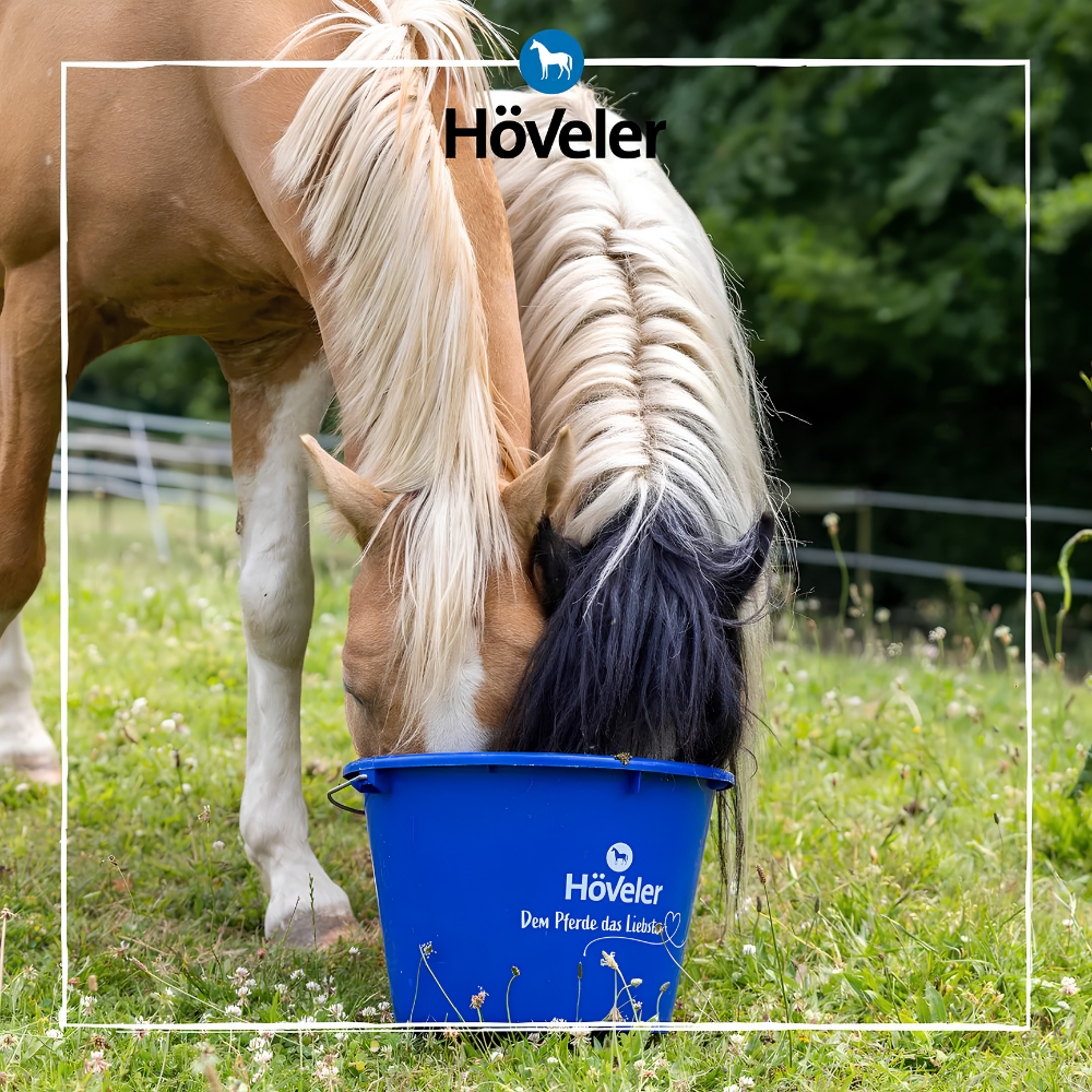 Horse enjoying Höveler PUR.MASH from a blue bucket in a grassy field.