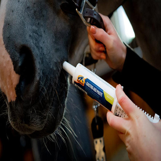 GASTRO AID PASTE-CAVALOR