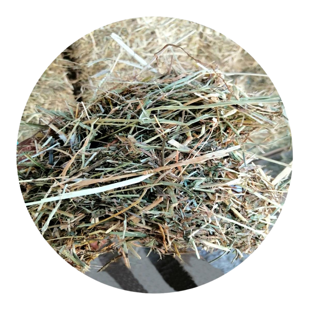 Close-up of Alfalfa Rye Grass Mix, a premium forage blend for livestock and horses.