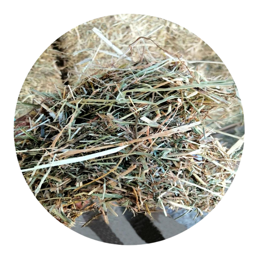 Close-up of Alfalfa Rye Grass Mix, a premium forage blend for livestock and horses.