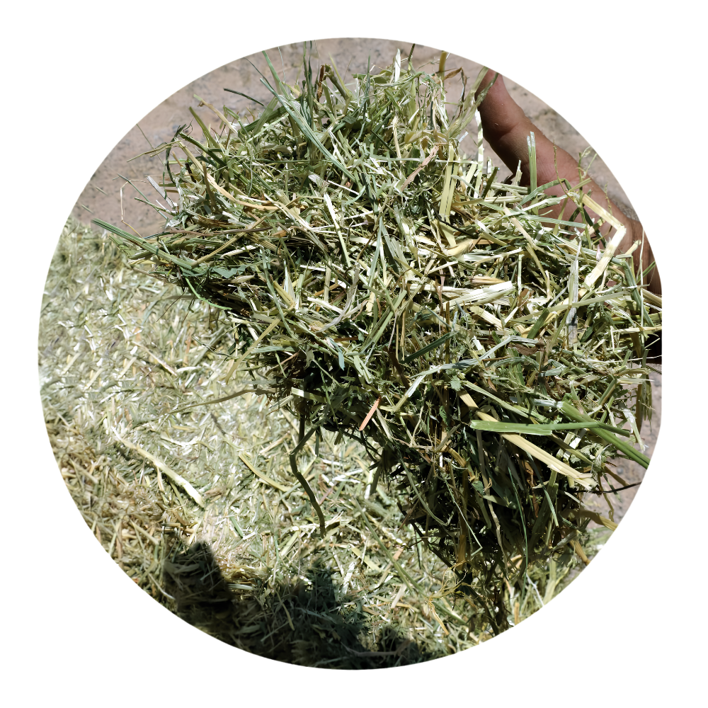 Close-up of RYE GRASS forages, showcasing its quality and texture, suitable for horses and livestock.