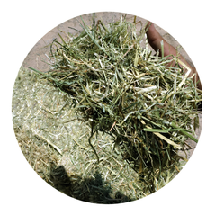 Close-up of RYE GRASS forages, showcasing its quality and texture, suitable for horses and livestock.