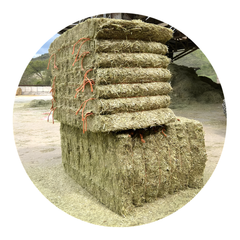 RYE GRASS big bales stacked for optimal storage in UAE, featuring premium quality forage for livestock.