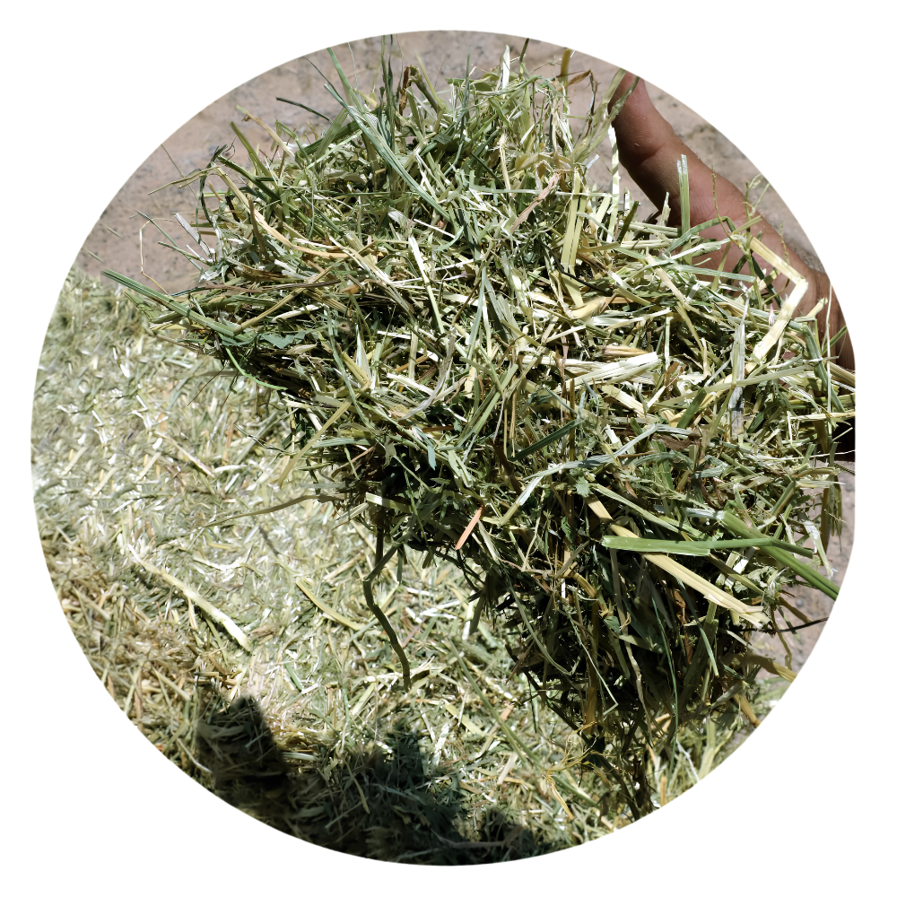RYE GRASS in hand, showcasing high-quality forage suitable for horses and livestock.