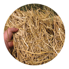 WHEAT STRAW being held, showcasing its premium quality for livestock and horses.