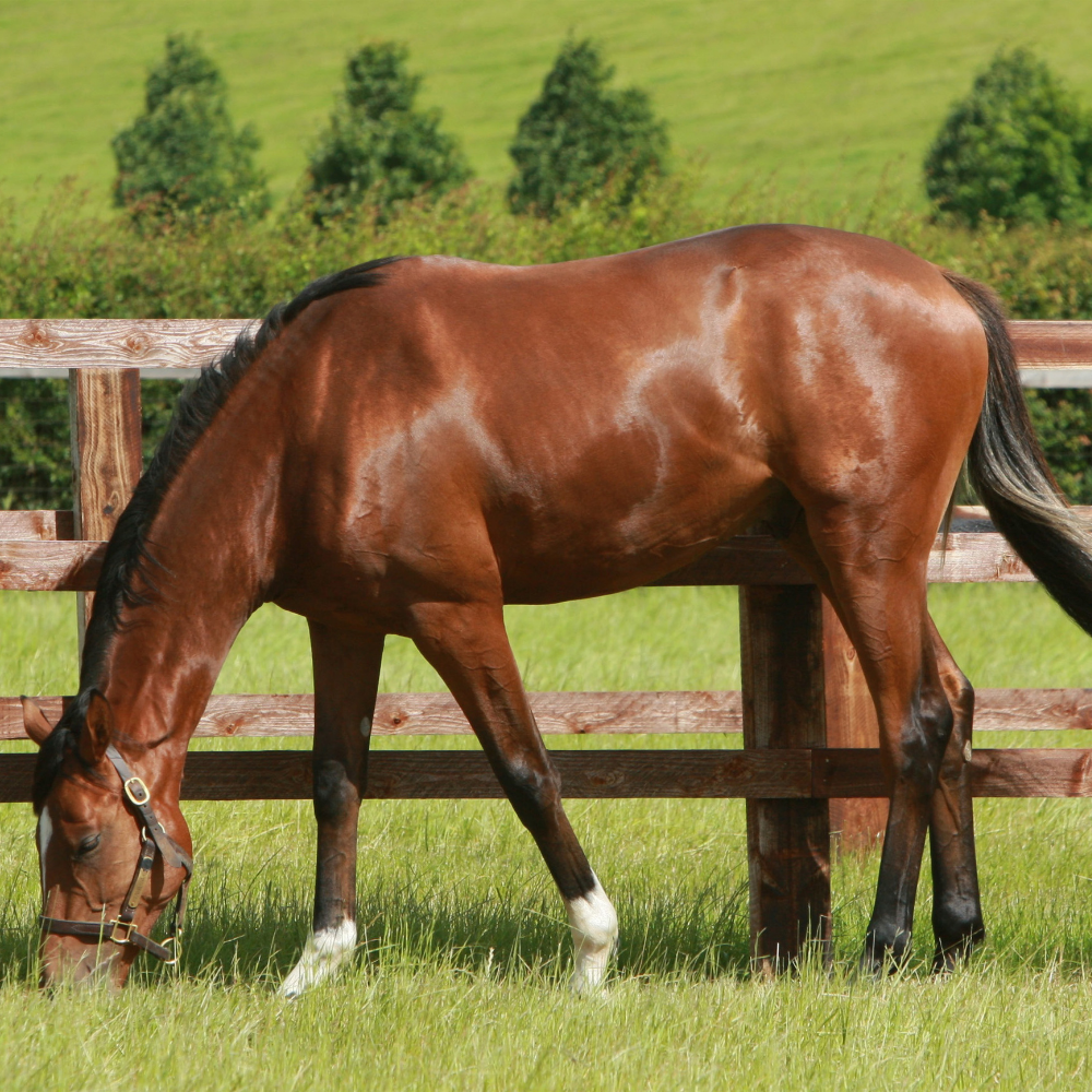 A healthy horse grazing in a green field, showcasing its glossy coat, supported by D&H Rapeseed Oil.