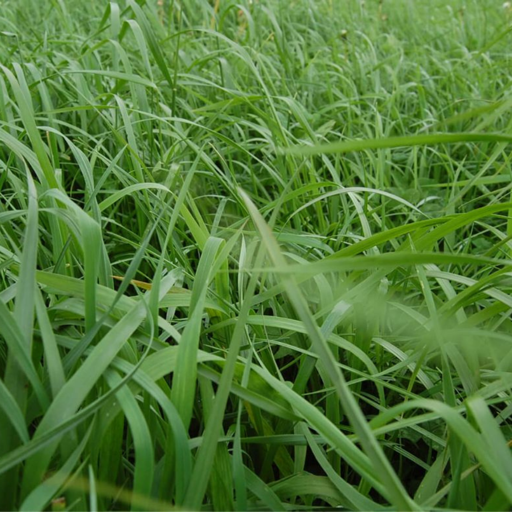 LEADER'S SPIRIT special haylage made from a blend of premium grass species in a lush green field.