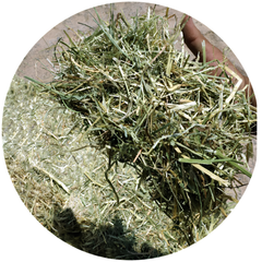 Fresh RYE GRASS ready for livestock, showcasing the quality forage for optimal nutrition.
