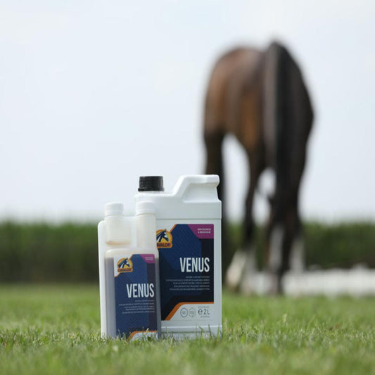 VENUS-2 L-CAVALOR